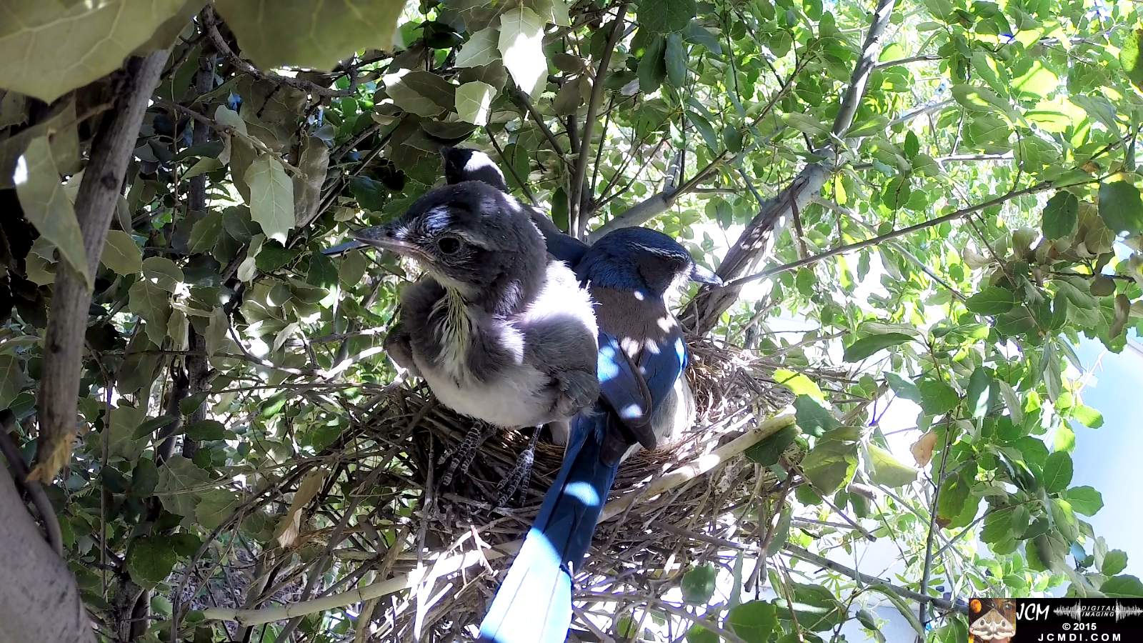 Scrub Jay Documentary parent in nest chicks active squawking